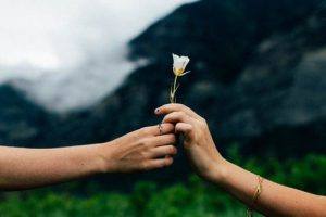 Aries & Capricorn white rose