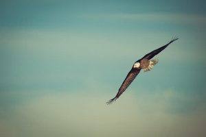 eagle soaring