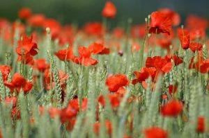 field of poppies