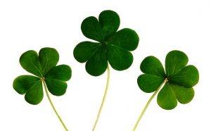 four leaf clover