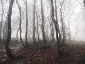 haunted forest