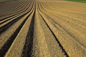 tilled field